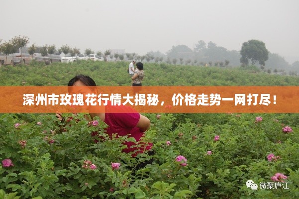 深州市玫瑰花行情大揭秘，价格走势一网打尽！