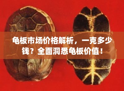 龟板市场价格解析，一克多少钱？全面洞悉龟板价值！