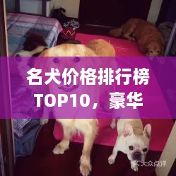 名犬价格排行榜TOP10，豪华宠物投资之选