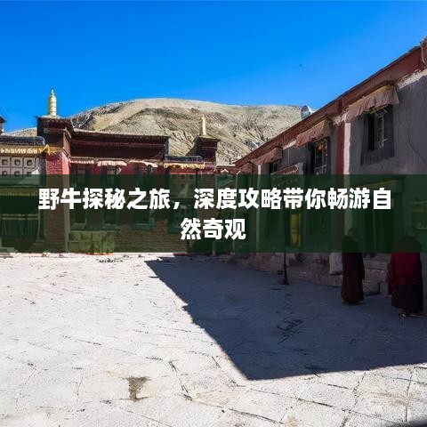 野牛探秘之旅，深度攻略带你畅游自然奇观