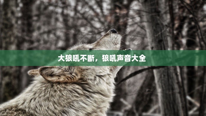大狼吼不断，狼吼声音大全 