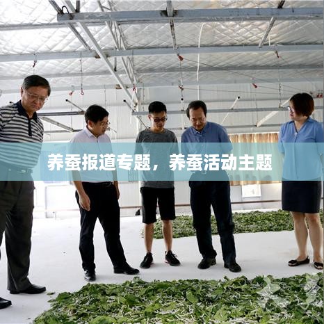 养蚕报道专题，养蚕活动主题 
