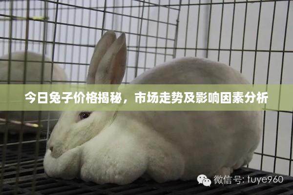 今日兔子价格揭秘，市场走势及影响因素分析