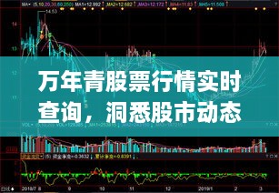 万年青股票行情实时查询，洞悉股市动态，精准把握投资机会