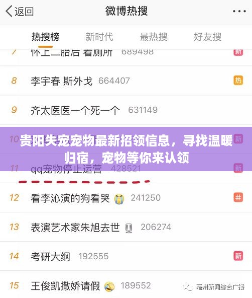 贵阳失宠宠物最新招领信息，寻找温暖归宿，宠物等你来认领