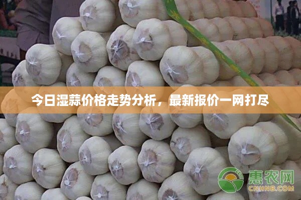 今日湿蒜价格走势分析，最新报价一网打尽