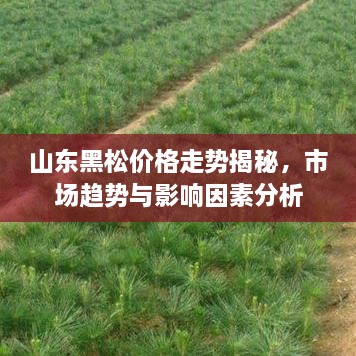 山东黑松价格走势揭秘，市场趋势与影响因素分析