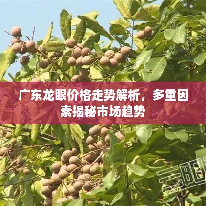 广东龙眼价格走势解析，多重因素揭秘市场趋势