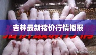 吉林最新猪价行情播报