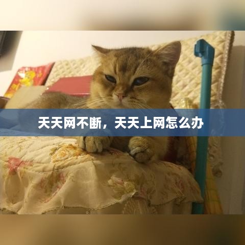 天天网不断，天天上网怎么办 