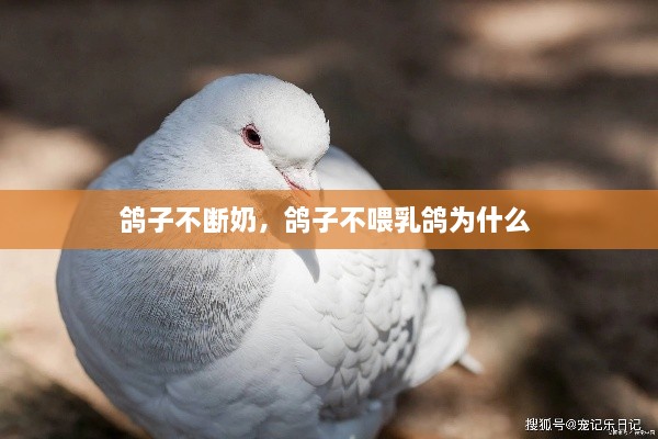 鸽子不断奶，鸽子不喂乳鸽为什么 