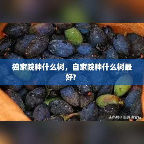 独家院种什么树，自家院种什么树最好? 