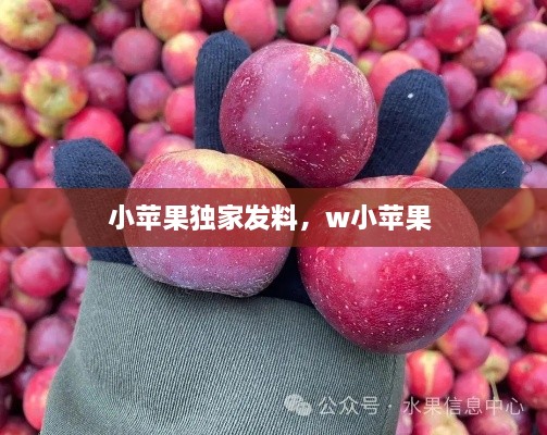 小苹果独家发料，w小苹果 