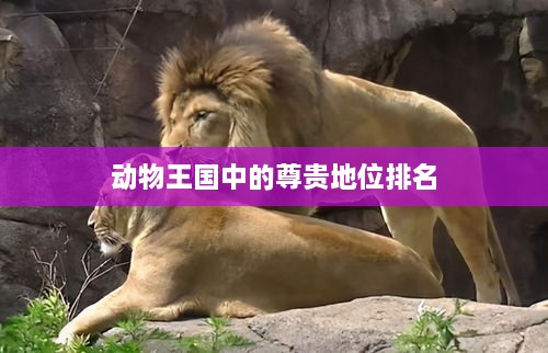 动物王国中的尊贵地位排名
