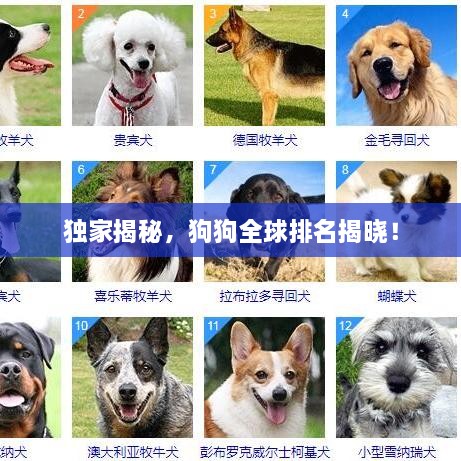 独家揭秘，狗狗全球排名揭晓！