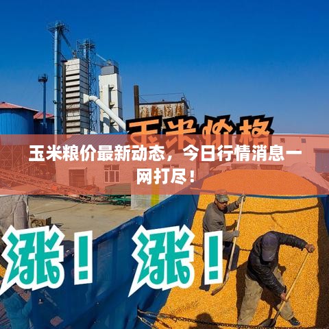 玉米粮价最新动态，今日行情消息一网打尽！