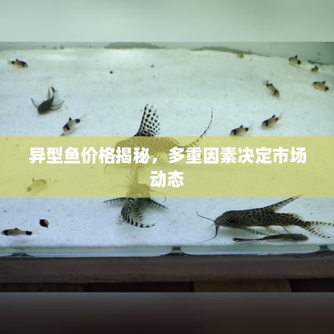 异型鱼价格揭秘，多重因素决定市场动态